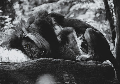 View of two cats resting