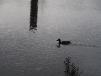 High angle view of ducks swimming in lake