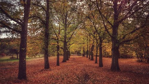 Trees in park during autumn