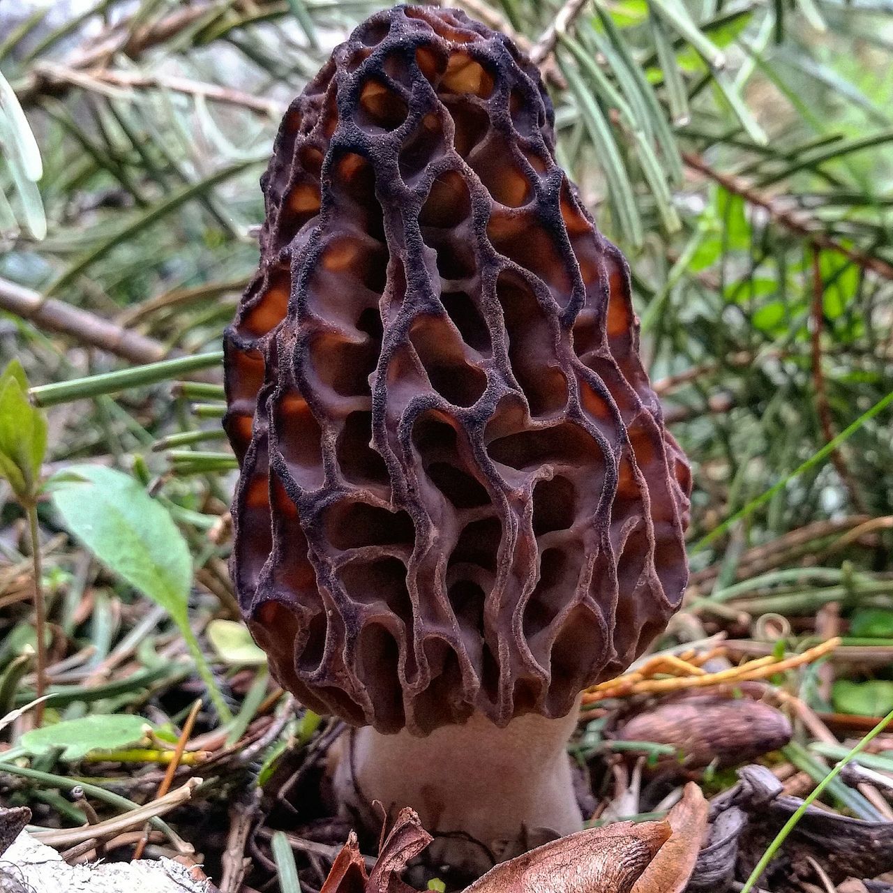 close-up, focus on foreground, nature, natural pattern, growth, forest, tree, plant, textured, pine cone, tranquility, fungus, outdoors, day, moss, pattern, mushroom, no people, leaf, beauty in nature