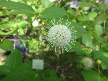 Close-up of white flowers