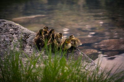 High angle view of ducklings on shore