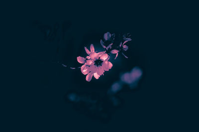 Close-up of pink flowering plant against black background
