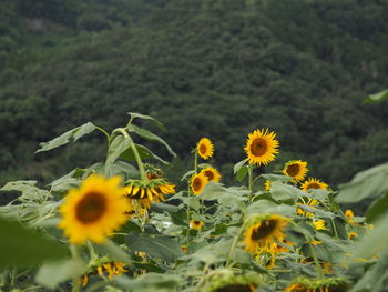 Close-up of yellow flowering plant on field