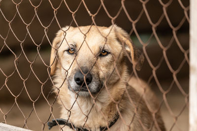 Close-up of dog looking through chainlink fence