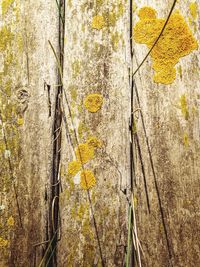 Close-up of ivy on tree trunk during autumn