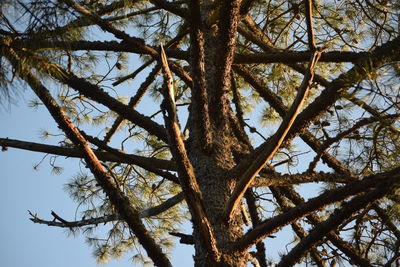 Low angle view of tree against sky