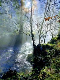 Trees growing in forest against sky