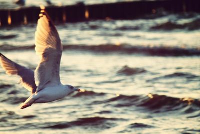 Close-up of bird on railing
