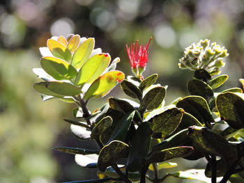 Close-up of insect on plant