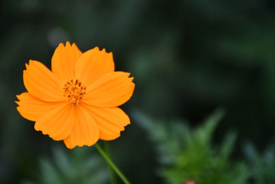 Close-up of orange cosmos flower