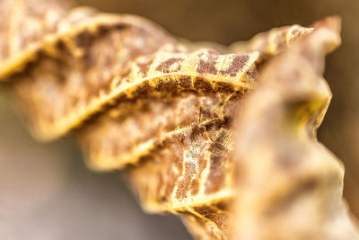 macro photography