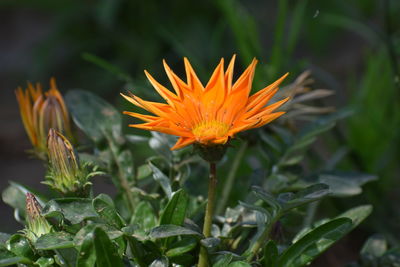 Close-up of orange flowering plant