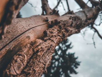 Low angle view of tree trunk against sky