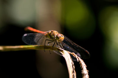 Close-up of insect