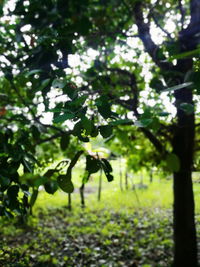 Leaves of trees on field