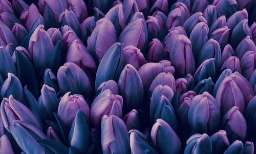 Full frame shot of purple tulips