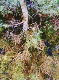 Plants growing on field in forest