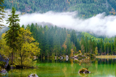 Scenic view of lake by trees in forest