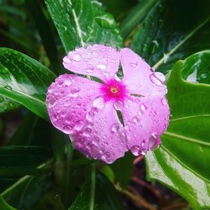 Close-up of raindrops on pink flower