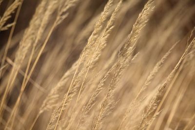 Full frame shot of wheat