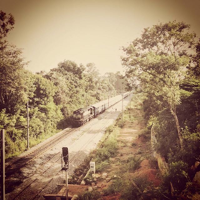 tree, transportation, the way forward, railroad track, clear sky, forest, rail transportation, day, diminishing perspective, mode of transport, abandoned, no people, outdoors, nature, growth, connection, tranquility, sky, road, vanishing point