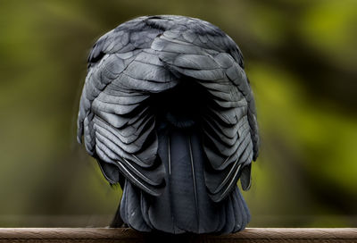 The back end of a crow