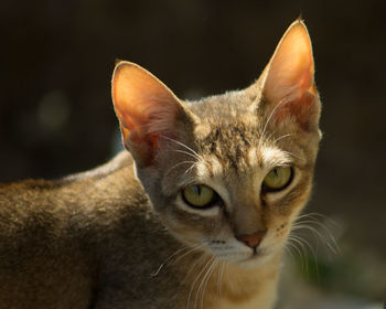 Close-up portrait of cat