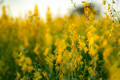 Close-up of yellow flowering plants on field