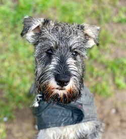 Close-up portrait of dog outdoors