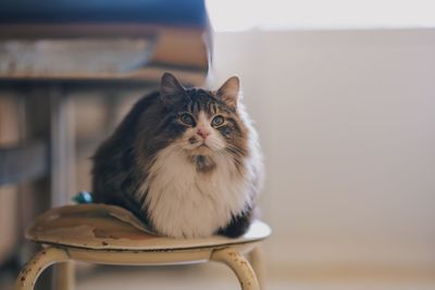 Close-up portrait of a cat looking away