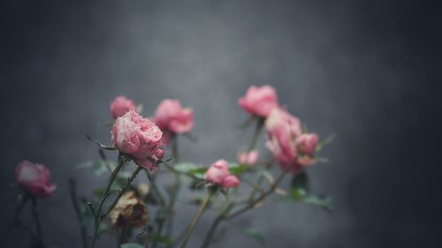 Close-up of pink flowers
