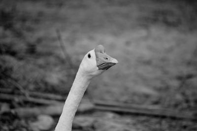 Close-up of a bird on a field