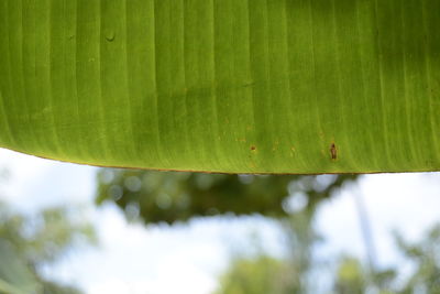 Close-up of insect on leaf