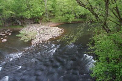 River flowing through forest