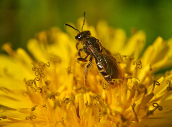 Close-up of insect on yellow flower