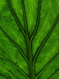 Full frame shot of palm leaf