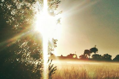 Sun shining through trees on field