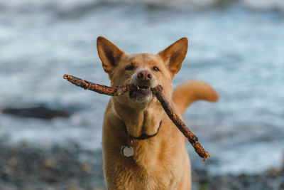 Portrait of dog with stick in mouth