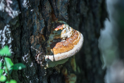 Close-up of mushroom growing on tree trunk