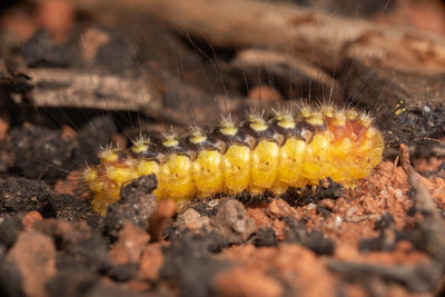 caterpillar