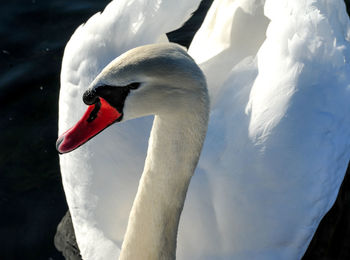 Swan floating on lake