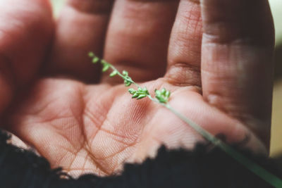 Close-up of a hand holding a lizard