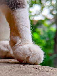 Close-up of cat lying on footpath