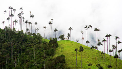 Scenic view of palm trees on hill against sky during foggy weather