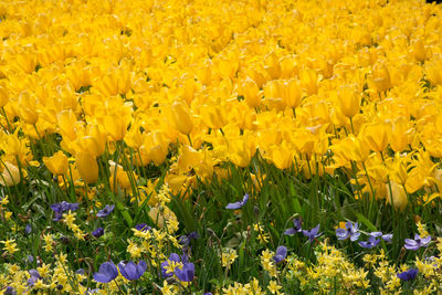 Close-up of yellow flowers blooming in field