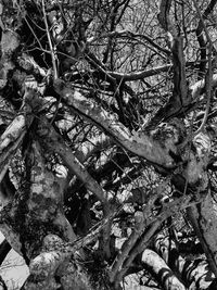 Close-up of tree in forest