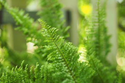 Close-up of green leaves on plant