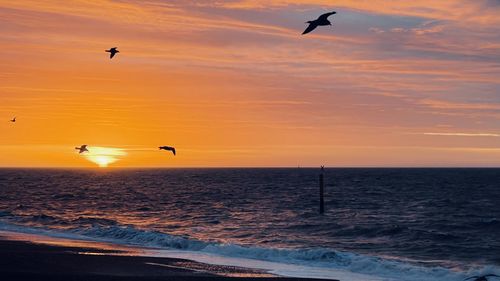 Seagull flying over sea against sky during sunset