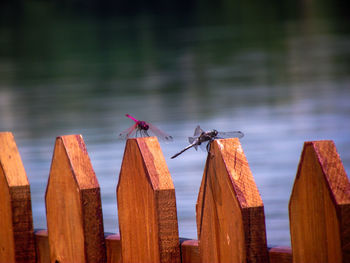 Close-up of insect perching on wooden post